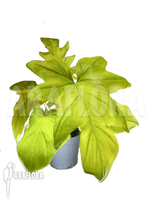 Philodendron selloum gold &lsquo;starter&rsquo;
