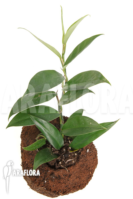 Philodendron serpens