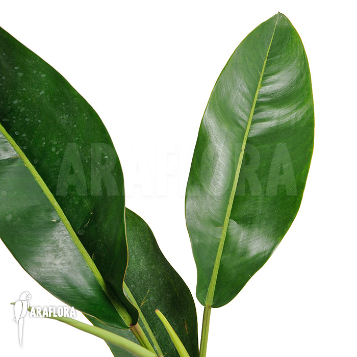 Philodendron species Duida