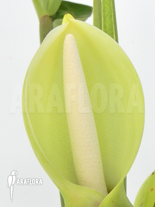 Philodendron species Duida Flower