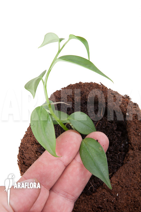 Philodendron species Mini