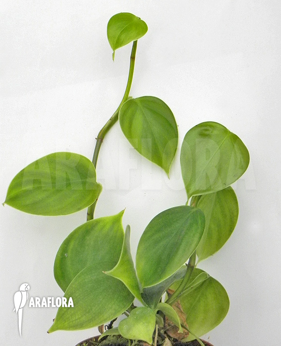 Philodendron species Murback