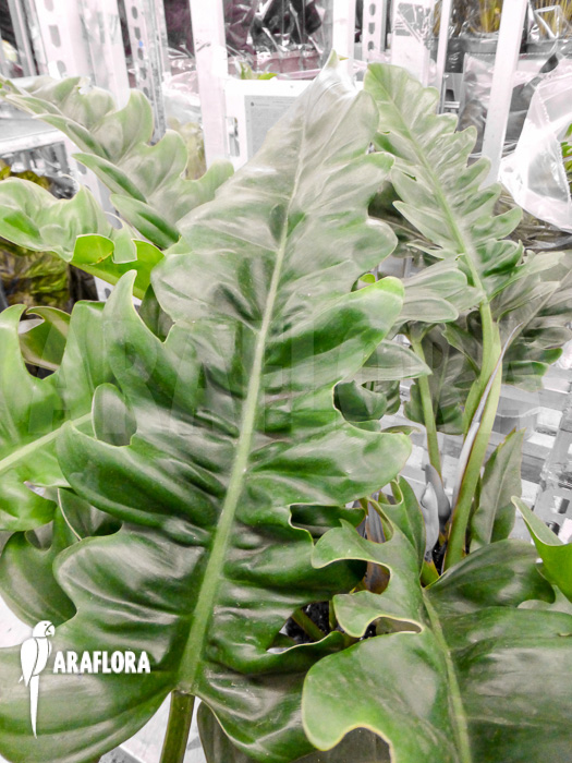 Philodendron species Narrow