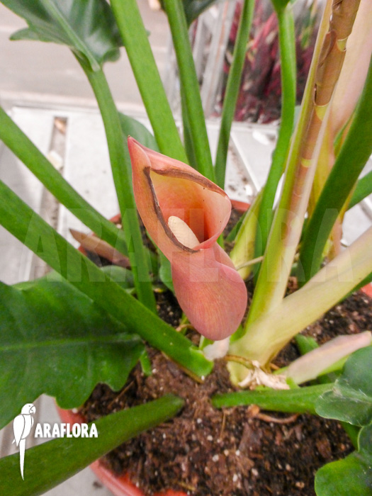 Philodendron species Narrow Flower