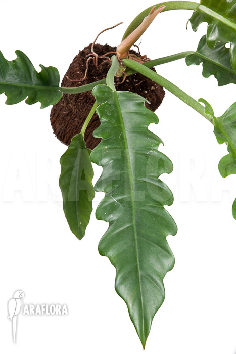 Philodendron species Narrow &lsquo;Starter&rsquo;