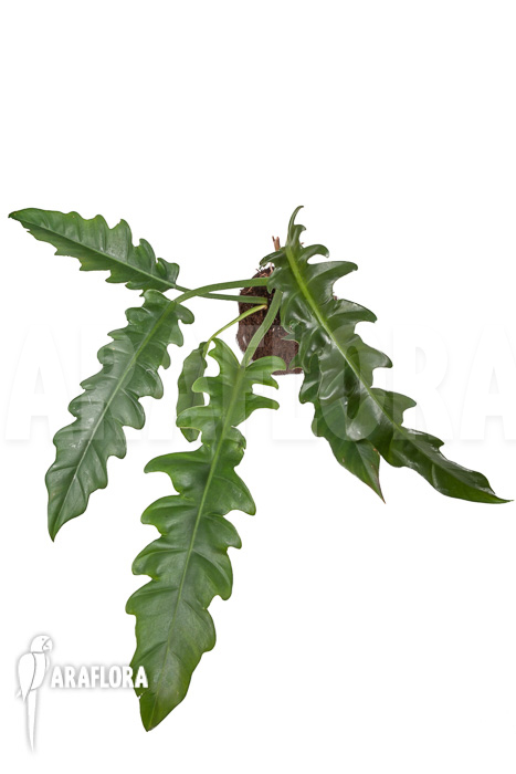 Philodendron species Narrow &lsquo;Starter&rsquo;