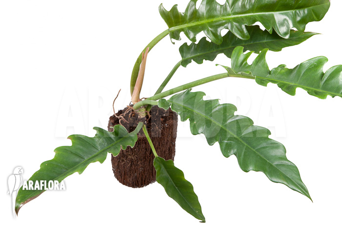 Philodendron species Narrow &lsquo;Starter&rsquo;