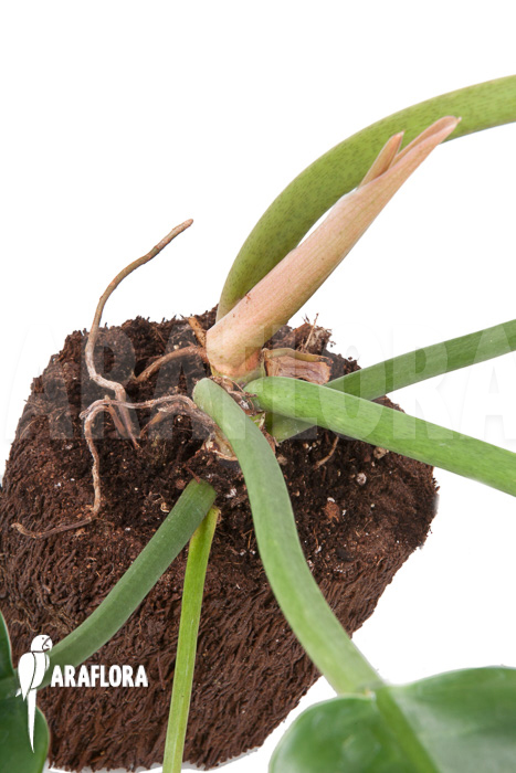 Philodendron species Narrow &lsquo;Starter&rsquo;