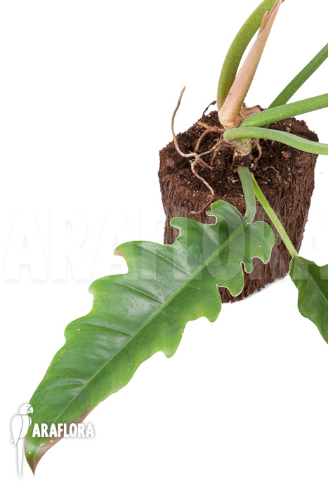 Philodendron species Narrow &lsquo;Starter&rsquo;
