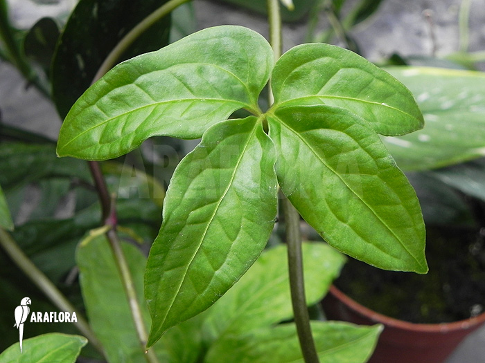 Philodendron species mini &lsquo;Costa Rica&rsquo;