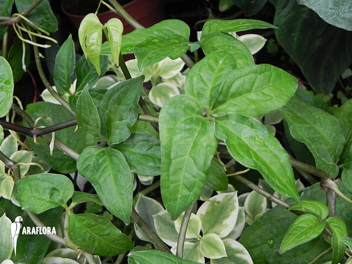 Philodendron species mini &lsquo;Costa Rica&rsquo;