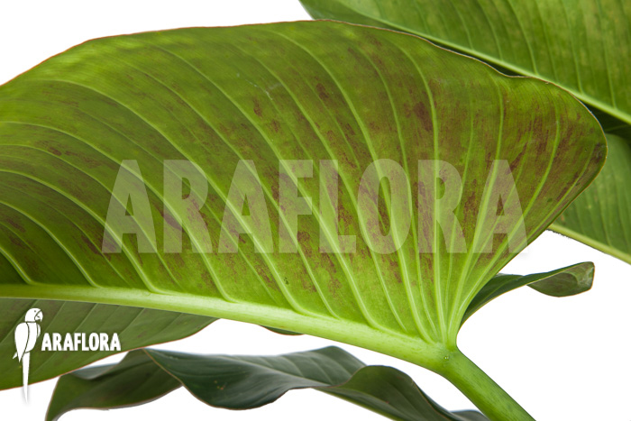 Philodendron species tilaran