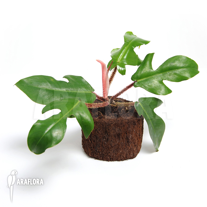 Philodendron squamiferum