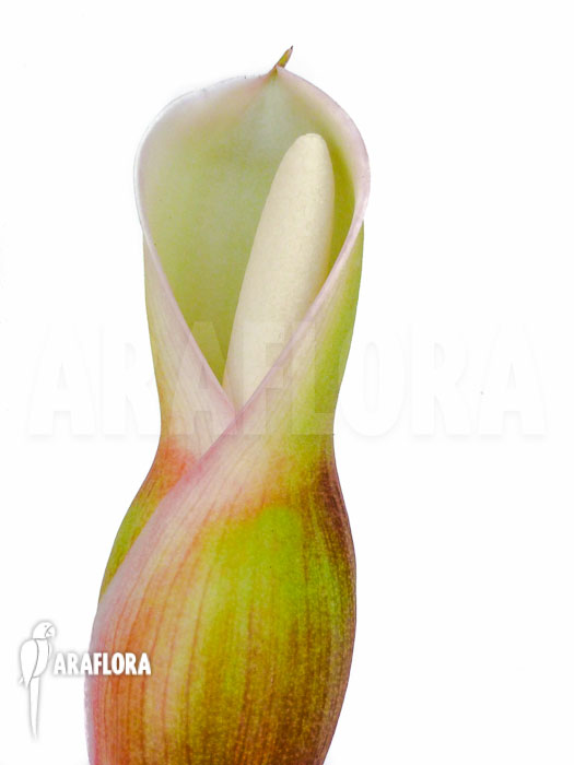 Philodendron squamiferum Flower