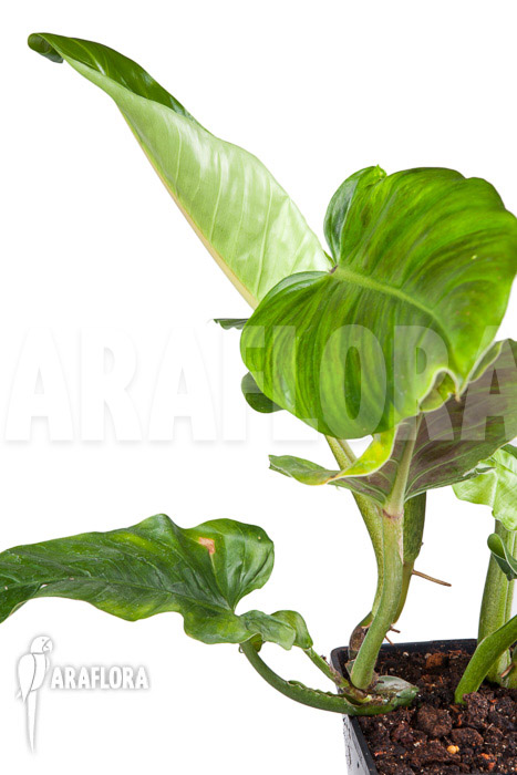 Philodendron subhastatum