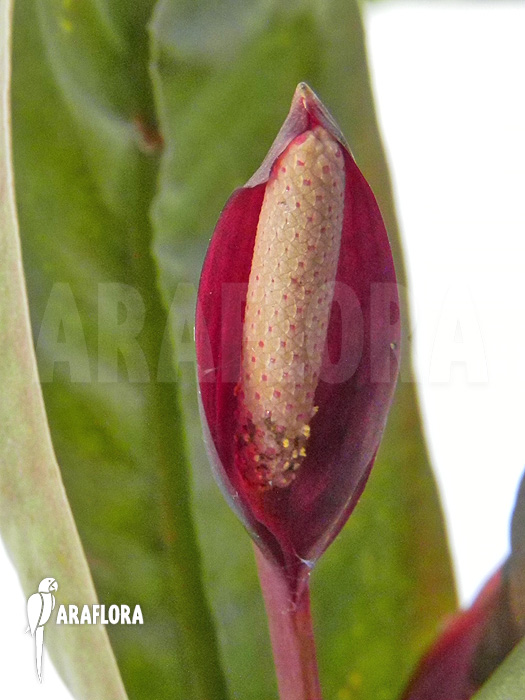 Philodendron superbum