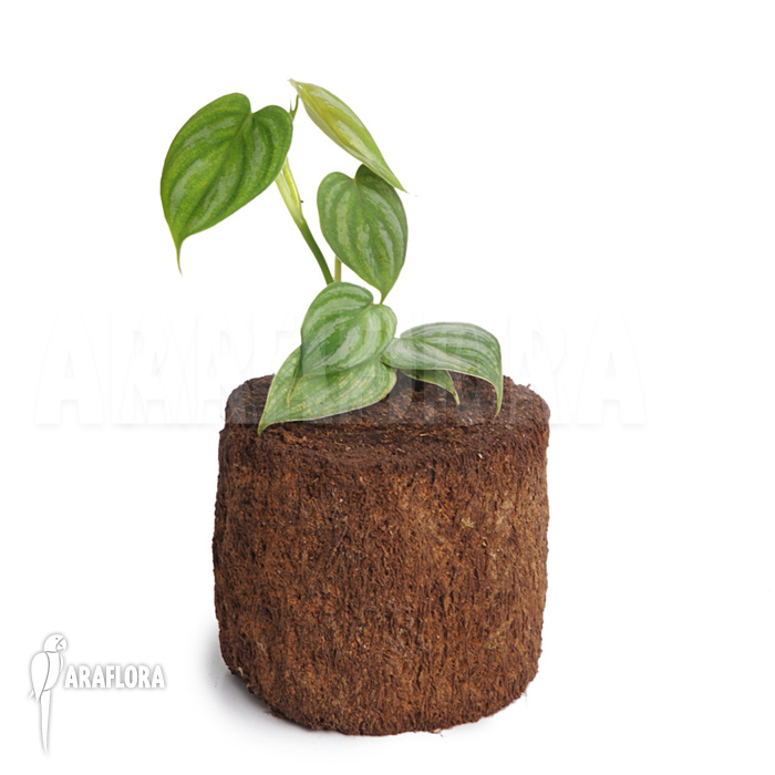 Philodendron variifolium &lsquo;XL&rsquo;