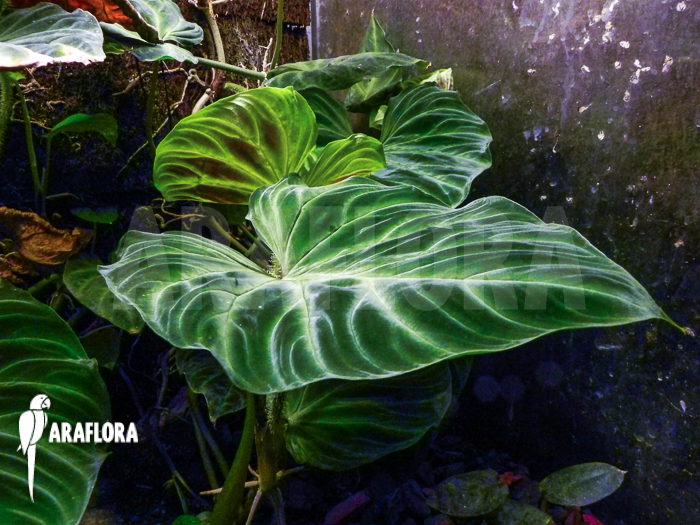 Philodendron verrucosum