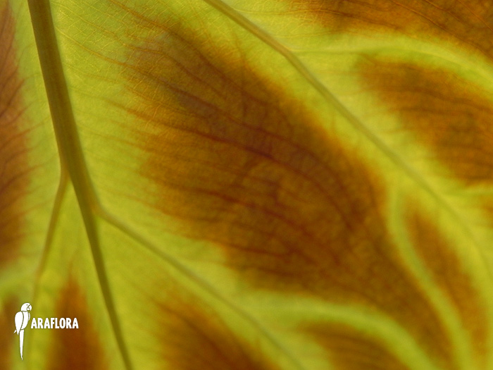 Philodendron verrucosum