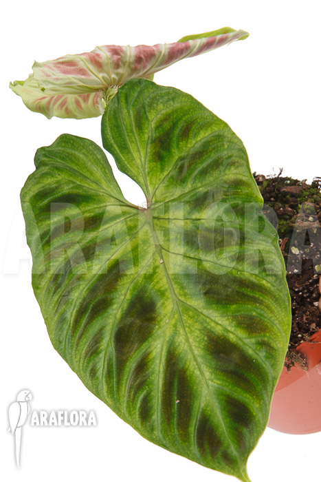 Philodendron verrucosum &lsquo;M&rsquo;