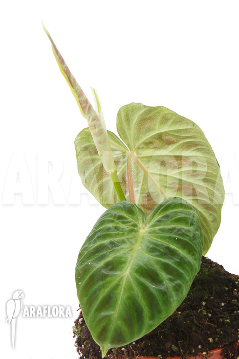 Philodendron verrucosum