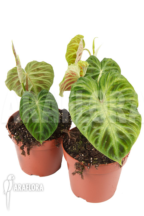 Philodendron-verrucosum-Big-leaf-M-6