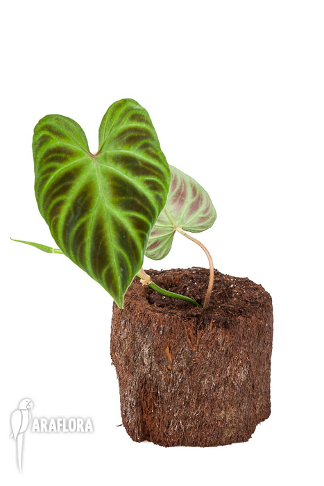 Philodendron verrucosum &lsquo;Starter&rsquo;