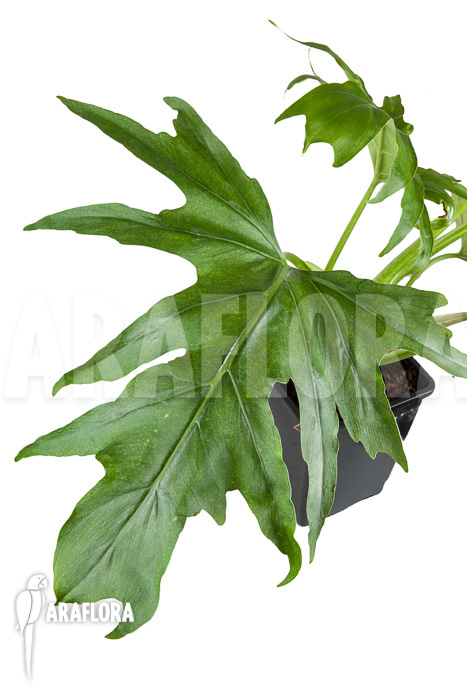 Philodendron warszewiczii