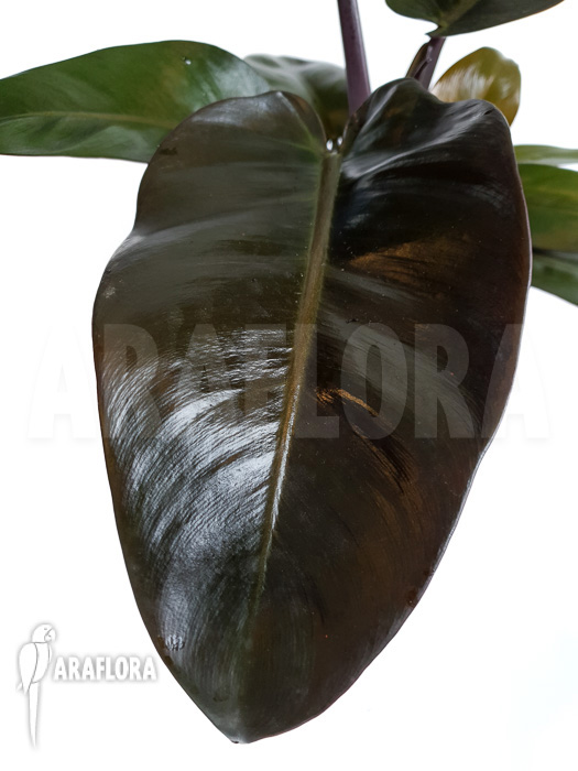 Philodendron x &lsquo;Black Cardinal&rsquo;