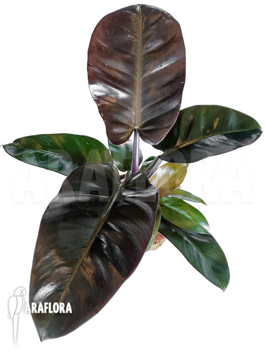 Philodendron x &lsquo;Black Cardinal&rsquo;