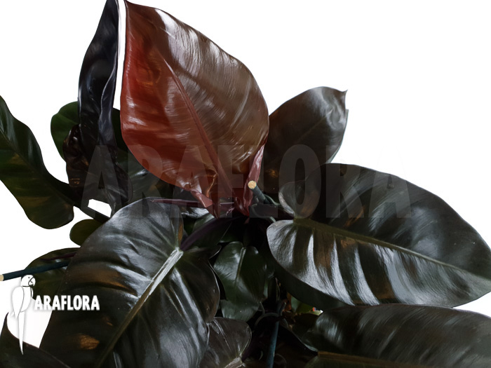Philodendron x &lsquo;Black Cardinal&rsquo;