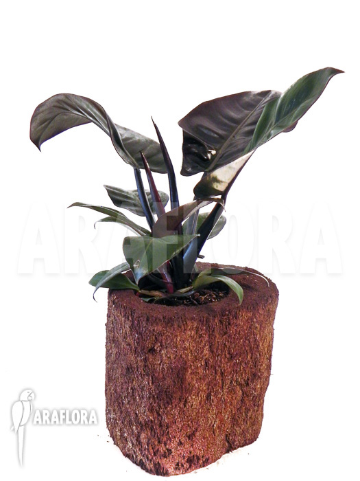 Philodendron x &lsquo;Black Cardinal&rsquo;
