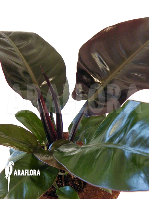 Philodendron x &lsquo;Black Cardinal&rsquo;