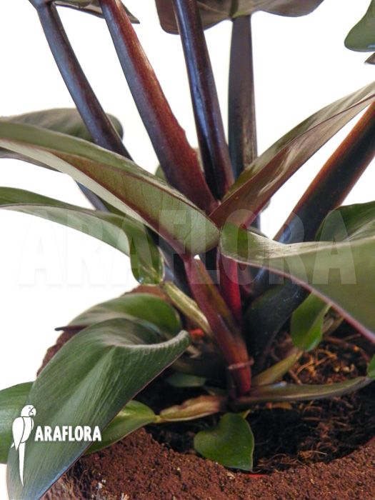 Philodendron x &lsquo;Black Cardinal&rsquo;