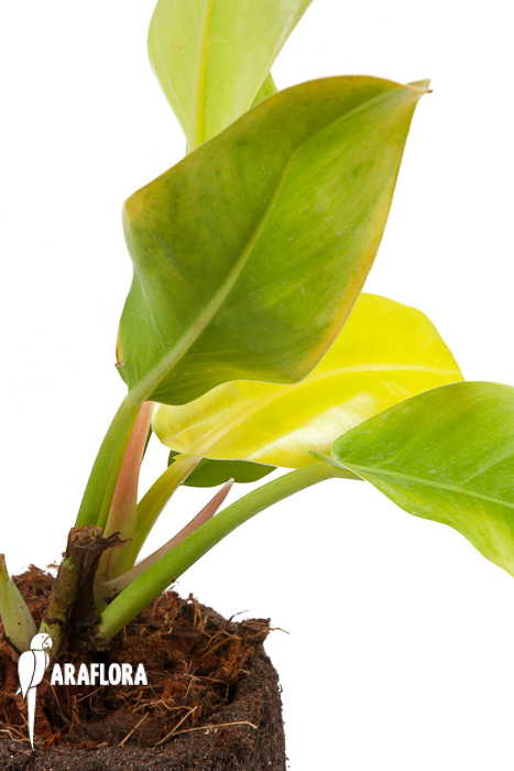 Philodendron x Moonlight