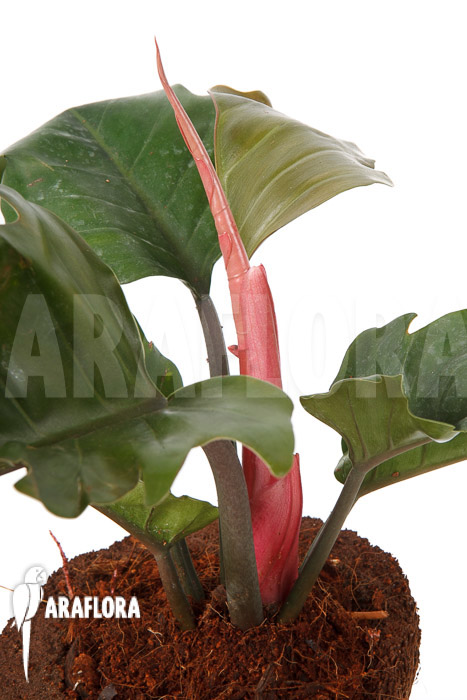 Philodendron x &lsquo;Pluto Red&rsquo;