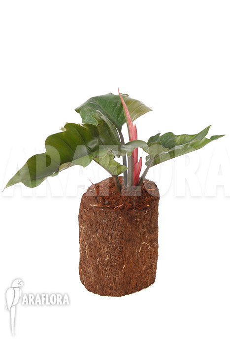 Philodendron x &lsquo;Pluto Red&rsquo;