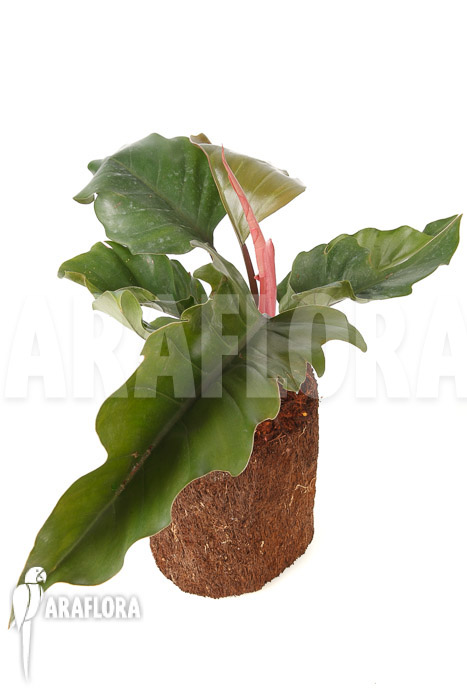 Philodendron x &lsquo;Pluto Red&rsquo;