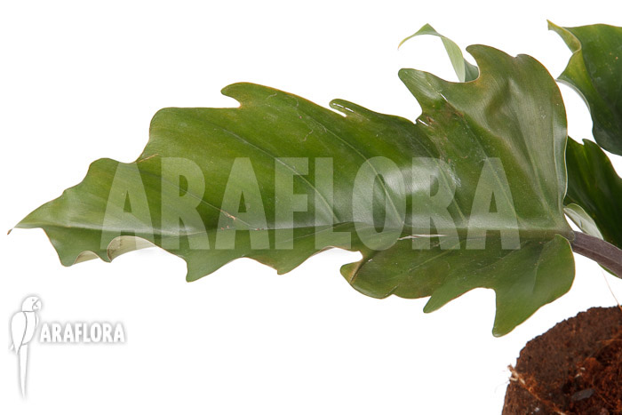 Philodendron x &lsquo;Pluto Red&rsquo;