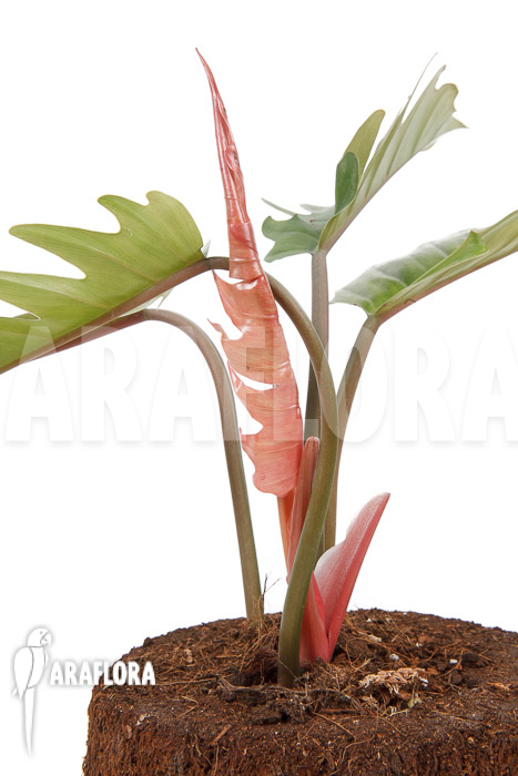 Philodendron x &lsquo;Pluto Red&rsquo; &lsquo;starter&rsquo;