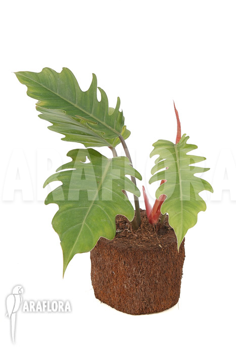 Philodendron x &lsquo;Pluto Red&rsquo; &lsquo;starter&rsquo;