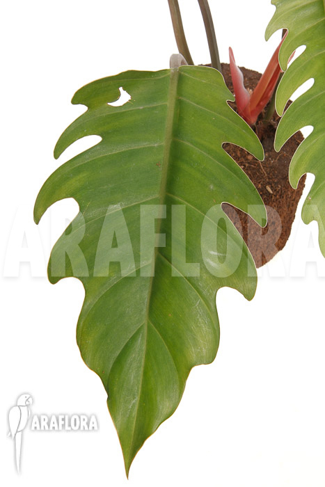 Philodendron x &lsquo;Pluto Red&rsquo; &lsquo;starter&rsquo;