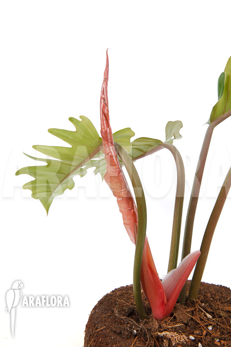 Philodendron x &lsquo;Pluto Red&rsquo; &lsquo;starter&rsquo;