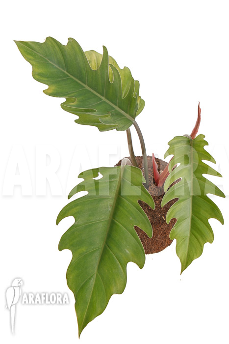 Philodendron x &lsquo;Pluto Red&rsquo; &lsquo;starter&rsquo;