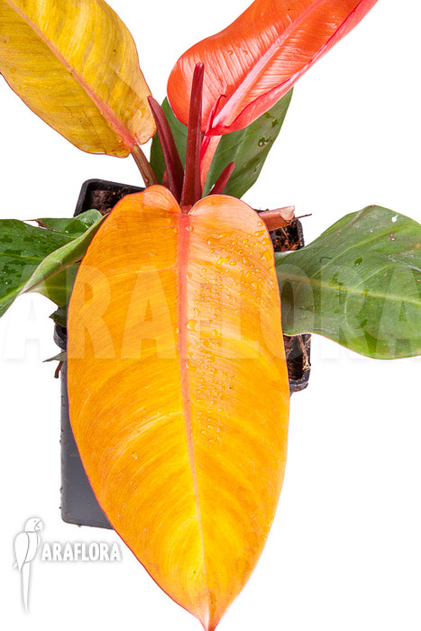 Philodendron x &lsquo;Prince of Orange&rsquo;