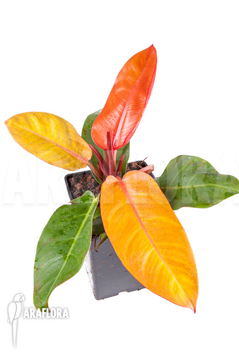 Philodendron x &lsquo;Prince of Orange&rsquo;