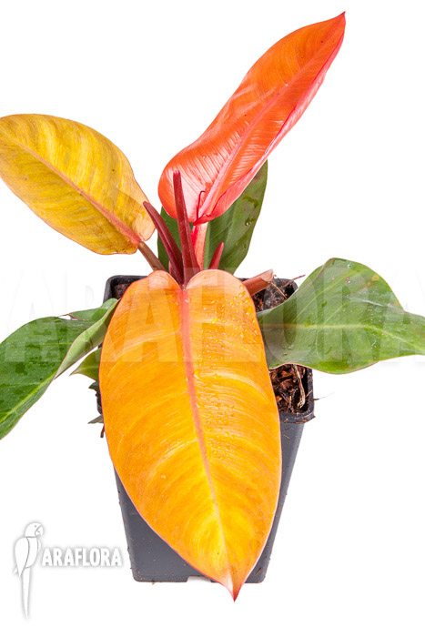 Philodendron x &lsquo;Prince of Orange&rsquo;