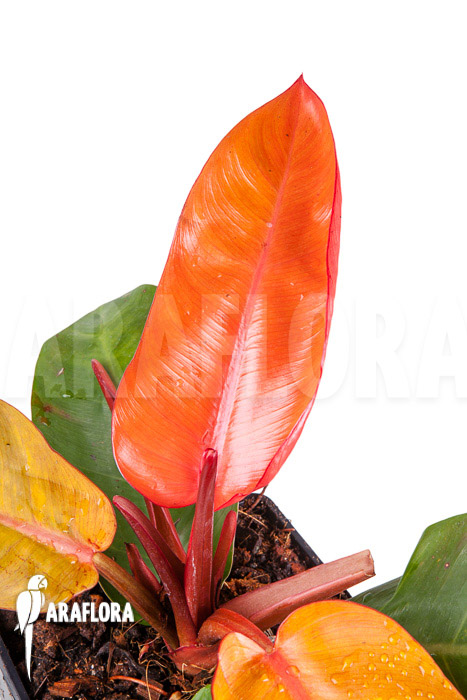 Philodendron x &lsquo;Prince of Orange&rsquo;