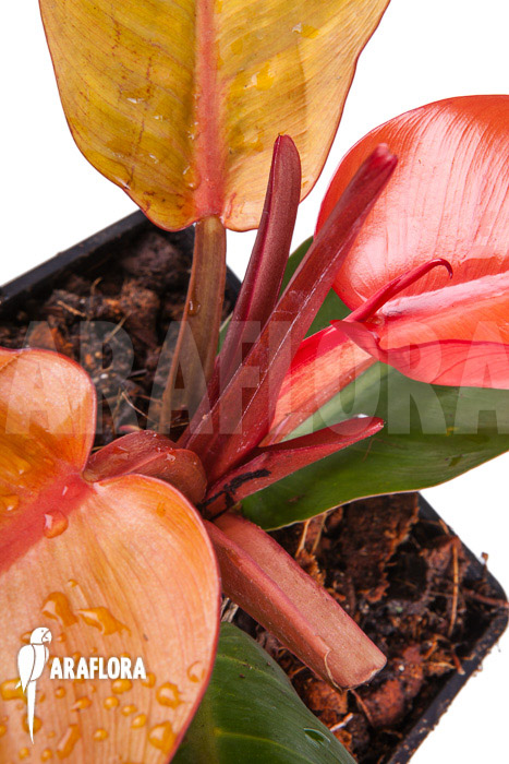 Philodendron x &lsquo;Prince of Orange&rsquo;