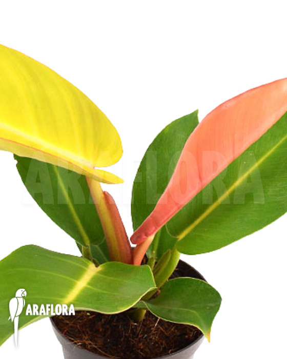 Philodendron x &lsquo;Prince of Orange&rsquo;